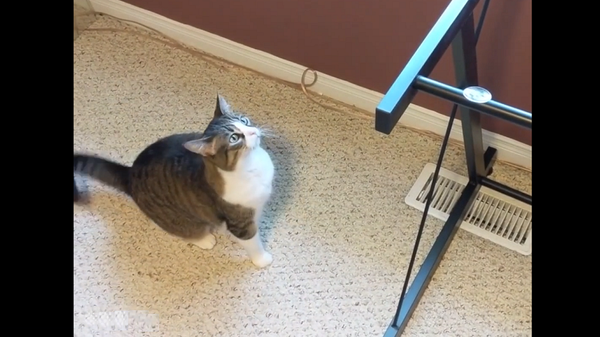 Мужчина снял стекло с верха стола, но кот об этом не подозревал – забавное видео - Sputnik Грузия