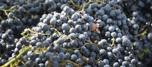 არავითარი დღესასწაული: როგორ იმოქმედა პანდემიამ რთველზე - ვიდეო - Sputnik საქართველო