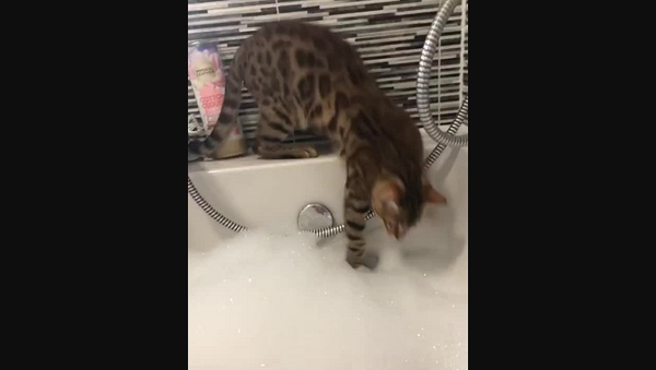 Кот случайно упал в ванну с пеной, ослепил себя и сломался – видео - Sputnik Грузия