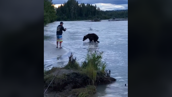 Рыбалка мужчины приняла пугающий оборот с появлением голодного медведя – видео - Sputnik Грузия