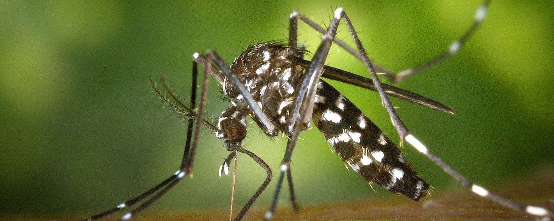 Азиатский тигровый комар - Sputnik Грузия, 1920, 23.09.2020