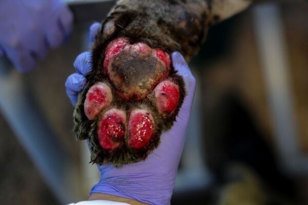 Так выглядит лапа ягуара, пострадавшего в лесном пожаре и проходящего лечение в центре NGO Nex Institute в Бразилии - Sputnik Грузия