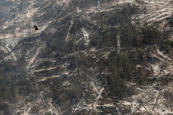 Так с воздуха выглядят сгоревшие тропические леса в Бразилии в результате крупных пожаров - Sputnik Грузия