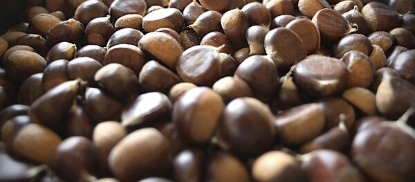 შემოდგომის ნუგბარი: საქართველომ რუსეთში წაბლის ექსპორტი დაიწყო - Sputnik საქართველო