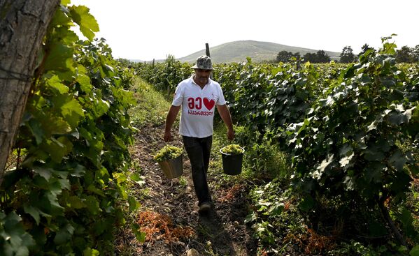 Субсидии получают винные компании, которые закупают и перерабатывают не менее одной тысячи тонн винограда этих сортов  - Sputnik Грузия