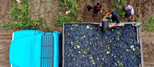Сбор урожая винограда - ртвели в регионе Кахети Сбор урожая винограда - ртвели в регионе Кахети - Sputnik Грузия
