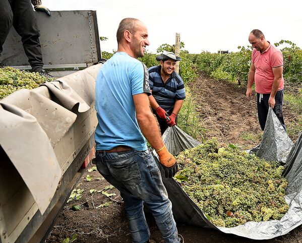 В процессе приемки и переработки винограда участвует более 60 винных предприятий - Sputnik Грузия