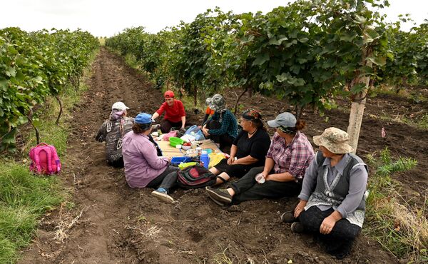 После тяжелого рабочего дня крестьяне и фермеры отдыхают в тени виноградников. Кстати, часто на помощь тем, кто собирает виноград, приезжают их родственники и близкие - Sputnik Грузия