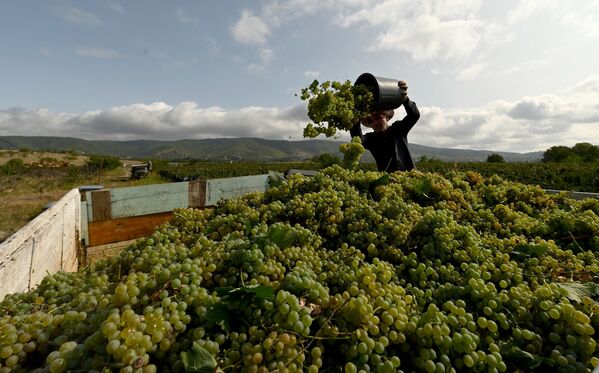 Стоимость сданного винограда к этому времени составила более 65 миллионов долларов - Sputnik Грузия