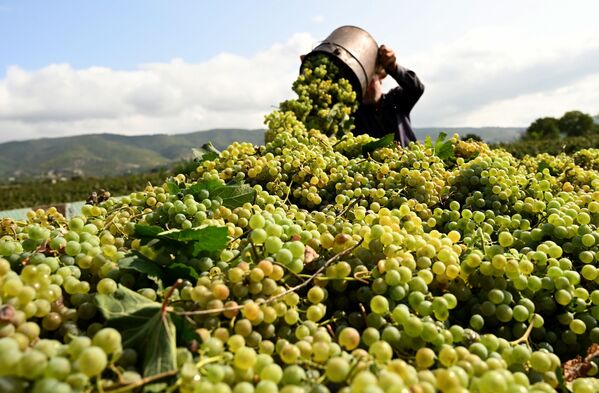 Более 20 тысяч виноградарей уже сдали урожай на предприятия - Sputnik Грузия