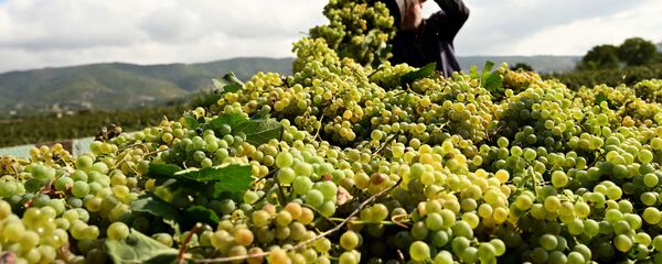უკვე 20 ათასზე მეტმა ფერმერმა უკვე ჩააბარა ყურძნის მოსავალი საწარმოებს უკვე 20 ათასზე მეტმა ფერმერმა უკვე ჩააბარა ყურძნის მოსავალი საწარმოებს - Sputnik საქართველო