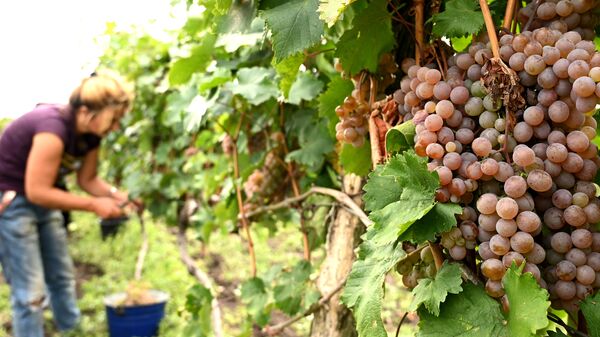 Сбор урожая винограда - ртвели в регионе Кахети  - Sputnik Грузия