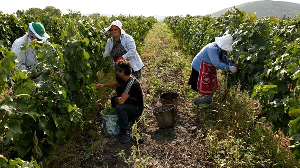 Сбор урожая винограда - ртвели в регионе Кахети  - Sputnik Грузия