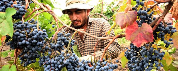 რთველი - Sputnik საქართველო