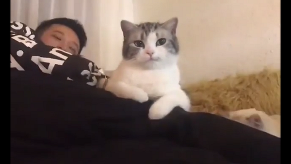 Кошка гордо смотрит на девушку, у которой только что отбила парня – видео - Sputnik Грузия