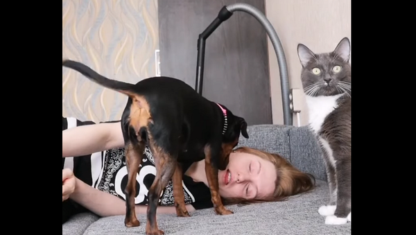 Девушка решила разыграть кота и песика своим обмороком – реакция питомцев на видео - Sputnik Грузия