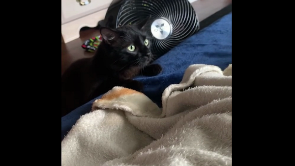 Разъяренная атака кота на сородича оказалась резким приливом нежности – забавное видео - Sputnik Грузия