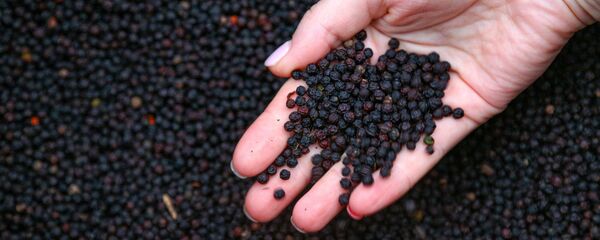 Черный перец - Sputnik საქართველო