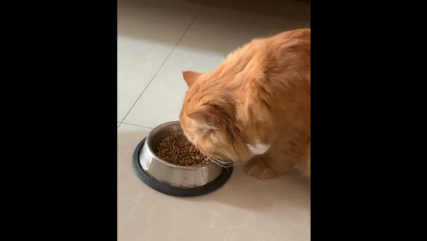 Очень гордый кот обедает только при одном условии – смешное видео - Sputnik Грузия