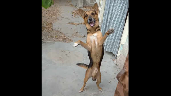 Безудержная радость собаки по возвращении хозяина домой восхитила Сеть – видео - Sputnik Грузия