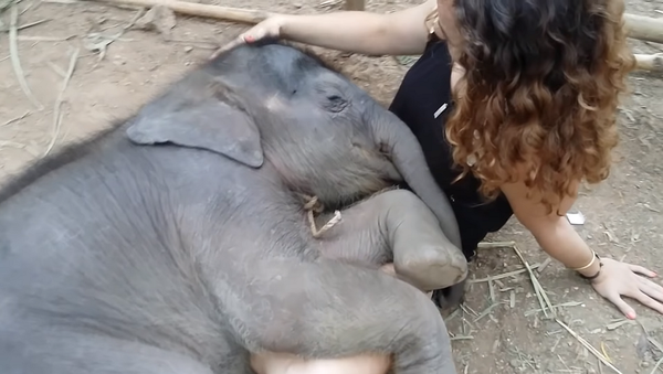 Слоненок засыпает на коленях у девушки, напевающей ему колыбельную – видео - Sputnik Грузия