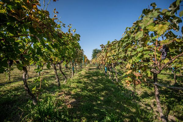 Ртвели - это старинный праздник сбора урожая винограда в Грузии - Sputnik Грузия