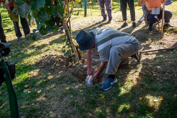 Бережное отношение к виноградной лозе в Грузии - целая культура, требующая особых навыков и знаний - Sputnik Грузия