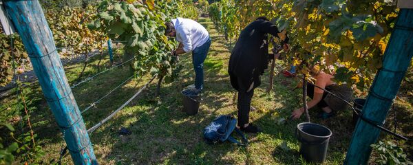 Празднование окончания Ртвели в винной компании Шуми - Sputnik Грузия