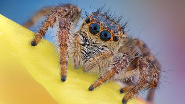 Снимок Jumping spider (Salticidae) румынского фотографа Andrei Nica из категории Images of Distinction конкурса  Nikon Small World 2020 - Sputnik Грузия