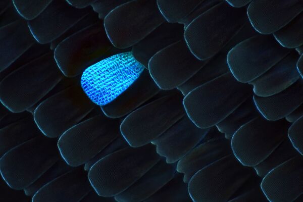 Снимок Чешуя с голубой бабочки-императора эмиратского фотографа Юсефа Аль-Хабши из категории Образы конкурса Nikon Small World 2020 - Sputnik Грузия