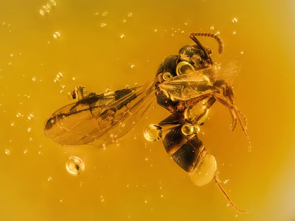 Снимок Крылатый муравей, которому 20 миллионов лет, застрял в янтарной смоле китайского фотографа доктора Юань Цзи из категории Образы конкурса Nikon Small World 2020 - Sputnik Грузия