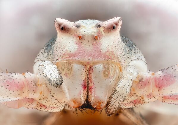 Высоко оцененный снимок Цветок крабовый паук испанского фотографа Хорхе Переса Карси конкурса Nikon Small World 2020 - Sputnik Грузия