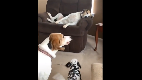 Как же я устал от всего этого: реакция пса на лающих друзей рассмешила Сеть – видео - Sputnik Грузия