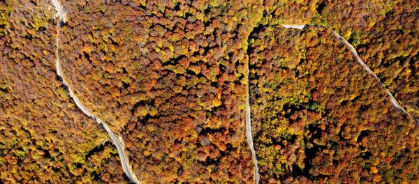 Природа и пейзажи. Волшебный лес Сабадури - живая сказка Грузии - Sputnik Грузия