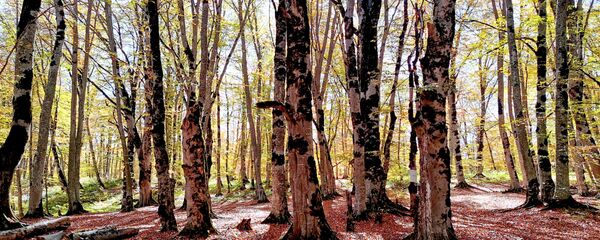 საბადურის ტყე საბადურის ტყე - Sputnik საქართველო