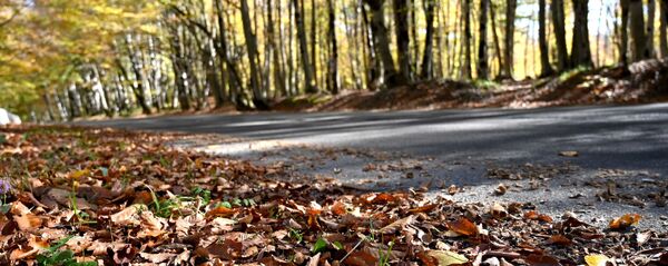 საბადურის ტყე საბადურის ტყე - Sputnik საქართველო