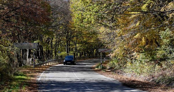 Через живописный лес Сабадури проходит дорога из Тбилиси до Сионского водохранилища - Sputnik Грузия