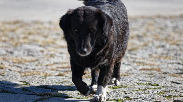 Бездомная собака - Sputnik Грузия