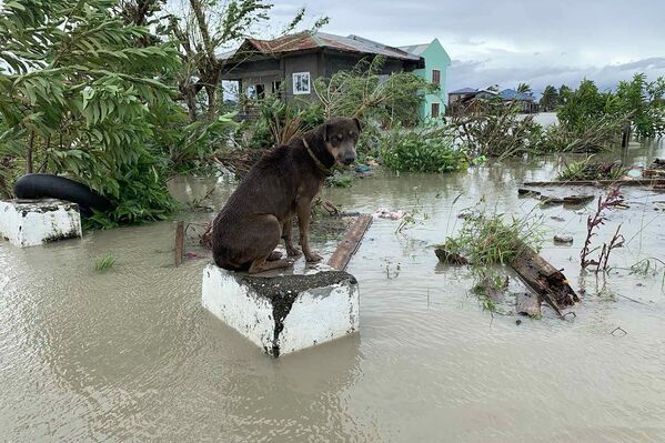 Собака на затопленной улице на Филиппинах  - Sputnik Грузия