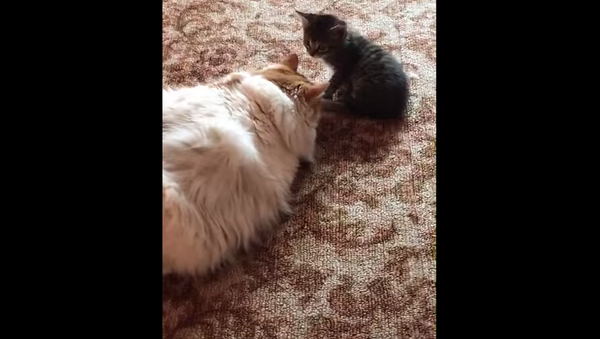 Ты моя мама?: уличный котенок знакомится с домашней кошкой – милое видео - Sputnik Грузия