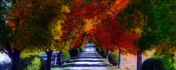 Осенний лес - Sputnik Грузия