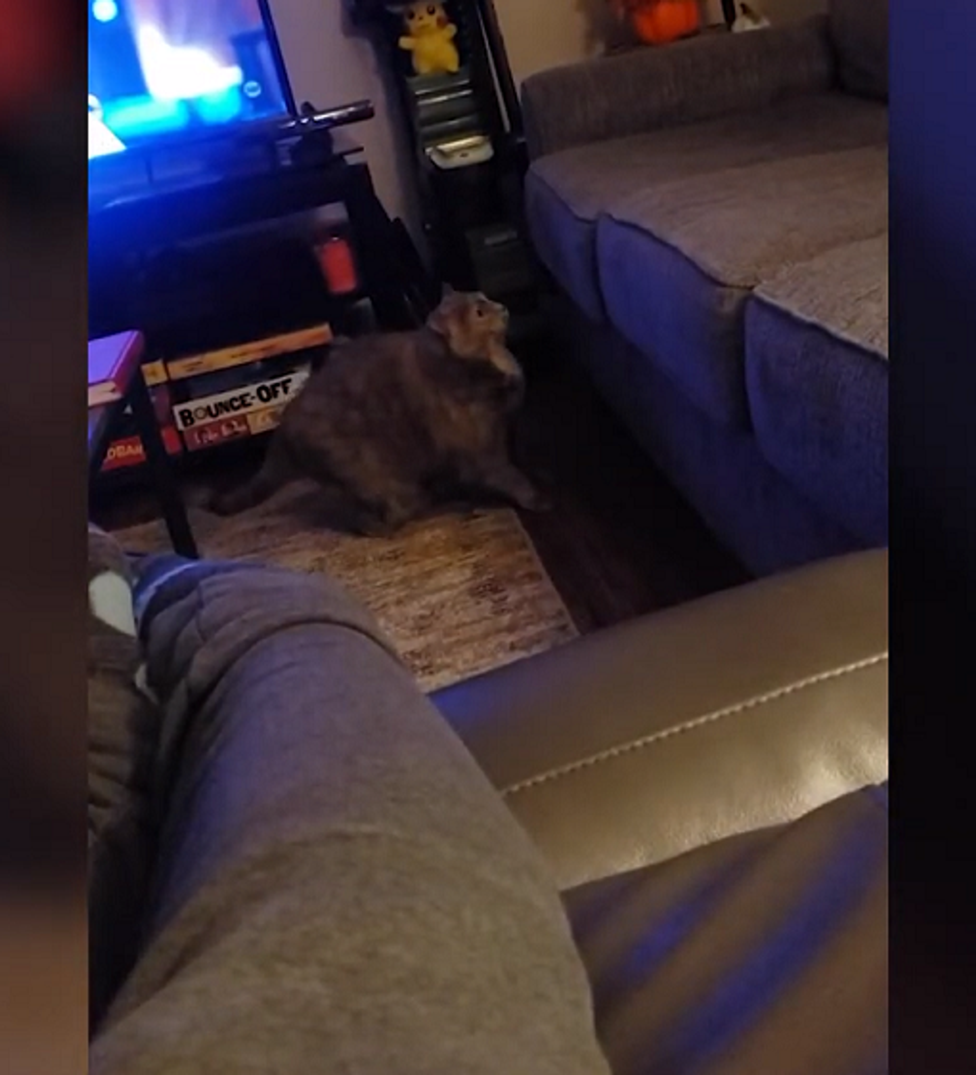 Очень толстый кот испытывает определенные трудности с диваном – смешное  видео