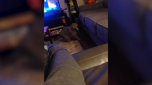 Очень толстый кот испытывает определенные трудности с прыжками – смешное видео - Sputnik Грузия
