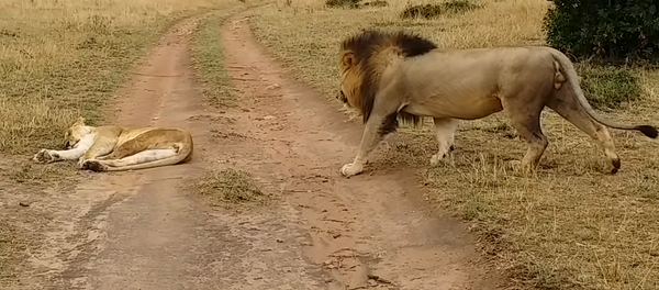 Лев решил неожиданно разбудить львицу и поплатился за это – видео - Sputnik Грузия