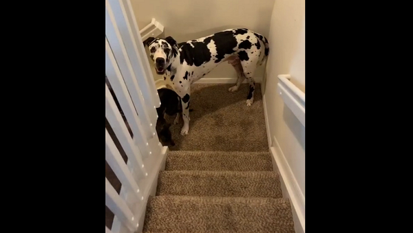 Девушка показала, как ее огромный пес спускается по лестнице, и рассмешила всех – видео - Sputnik Грузия