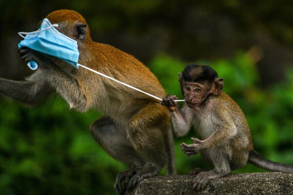 მაიმუნები პირბადით „მაიმუნობენ“, მალაიზია - Sputnik საქართველო
