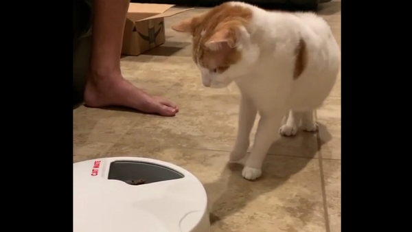 Теперь похудеет: неудачное знакомство кота с автоматической кормушкой попало на видео - Sputnik Грузия