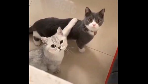 Ты че снимаешь?: кот разозлился на слежку хозяйки за его походом в лоток – смешное видео - Sputnik Грузия