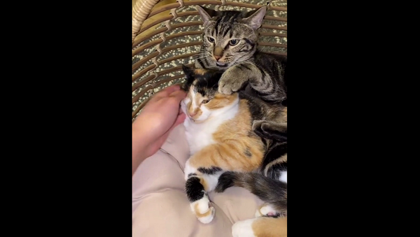 Точно влюбился: прощание кота с гостившей у него кошкой растрогало всех – видео - Sputnik Грузия