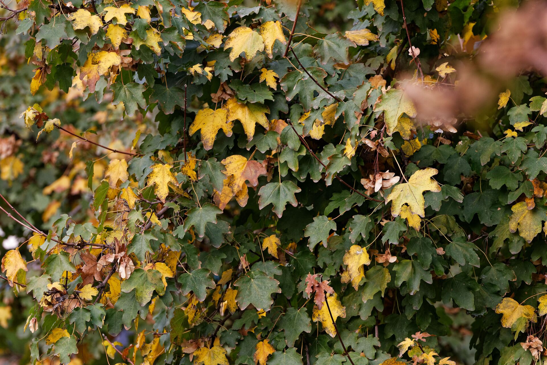 Осенние краски - природа и осень в ярких цветах, желтые и красные листья - Sputnik Грузия, 1920, 21.09.2022